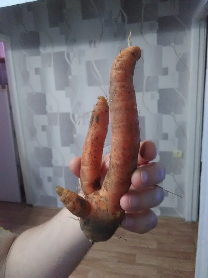 With joy and without... - My, Carrot, Volgograd, Longpost