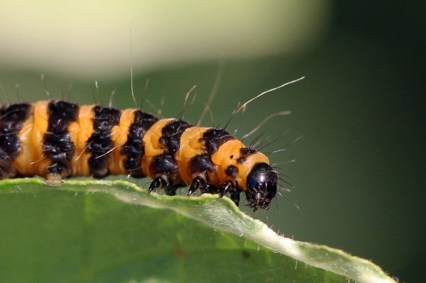 POISONED BEAUTY - Insects, Caterpillar, Butterfly, Longpost