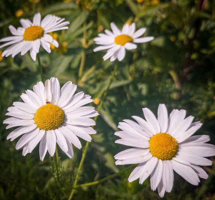 Here are the daisies - My, Google pixel, Vsco, Mobile photography, Nature, Beginning photographer, Chamomile, Google pixel smartphone