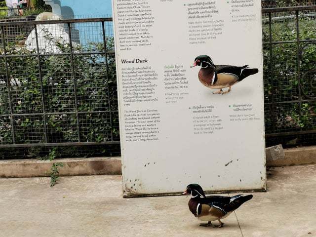 A duck passes its sign - Signs, Drake, The park, Stand, Duck