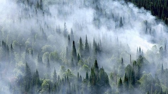 Petition: We demand to introduce a state of emergency throughout Siberia due to forest fires! - No rating, Петиция, Forest fires, Siberia, Krasnoyarsk region, Smoke, Irkutsk region, Novosibirsk region