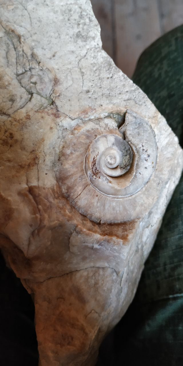 My (U)dacha find. - My, Paleontology, Fossils, Fossil