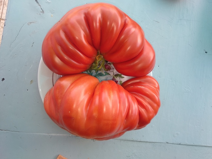 A couple of tomatoes for a salad - My, Tomatoes, Harvest, Longpost