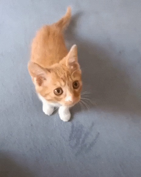Хищник Кот, Котомафия, Домашние животные, Рука, Захват, Видео, Гифка