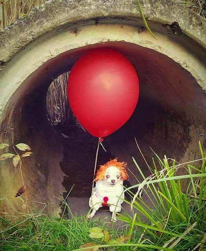 Shennywise - It, Pennywise, Clown, Cosplay, Stephen King, The photo, Dog