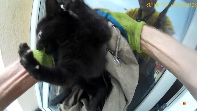 Yekaterinburger descended on a rope to the eighth floor and pulled out a kitten stuck in a window - Yekaterinburg, cat, Window, Stuck, The rescue, Video, Longpost