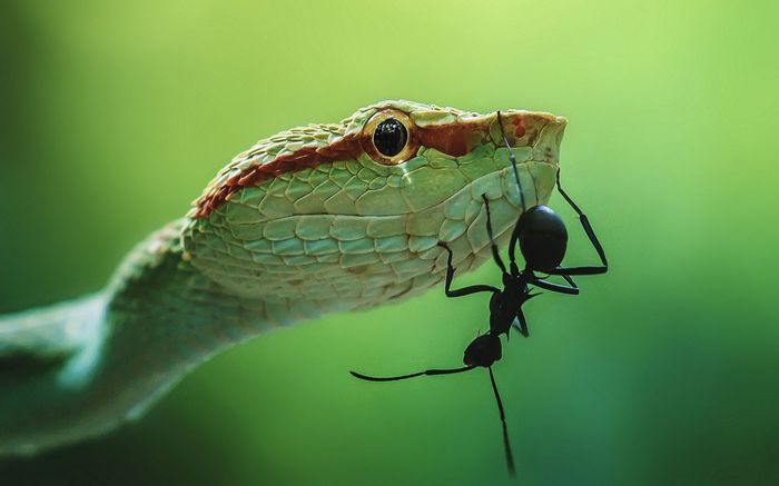 Poison keffiyeh and ant - The photo, Keffiyeh, Macro photography, Macro, Ants, Snake