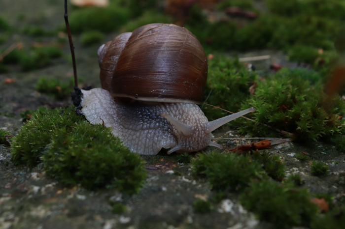 Snail - My, Snail, , Canon 200D