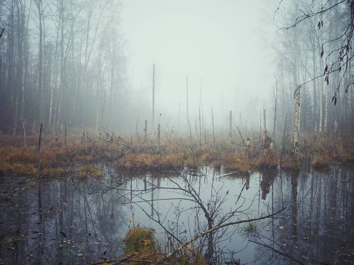 misty swamp - My, The photo, Swamp, Landscape, Fog, Olympus