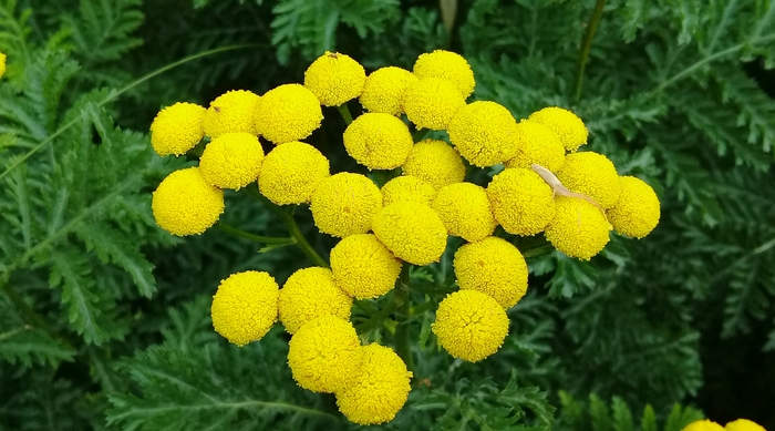 Tansy - My, Tansy, Plants