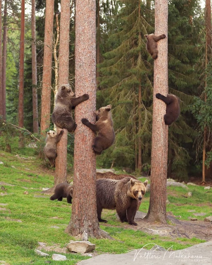 Kindergarten - The photo, Animals, Bear, Young, Morning in a pine forest, The Bears