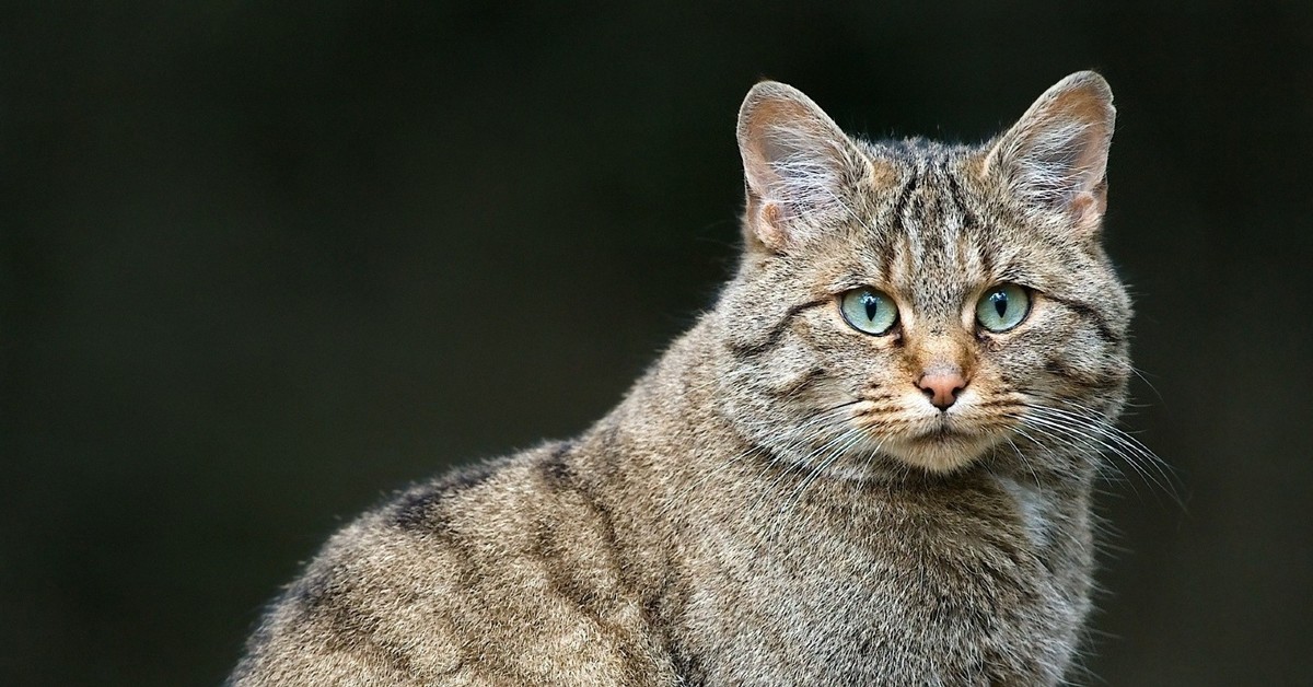 Китайская кошка. Горная кошка. Китайский дикий кот. Лесная европейская кошка фото и описание породы цена.