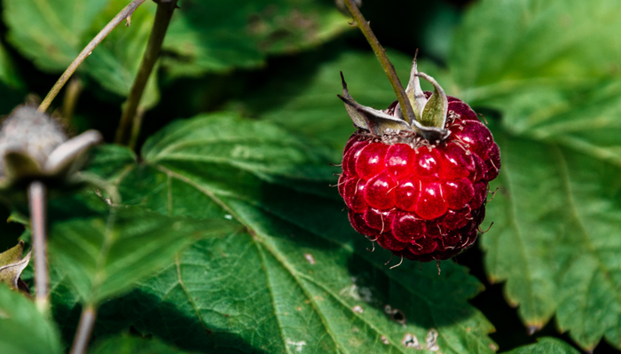 Gifts of summer part -2 - My, The photo, Landscape, Berries, Macro photography, Macro, Summer, Longpost