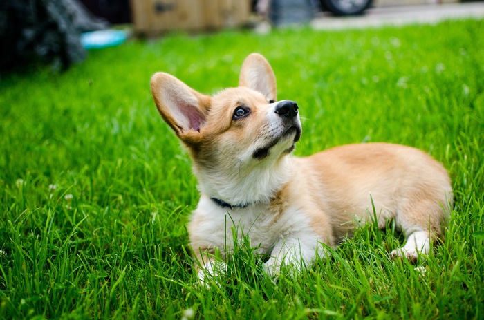 His name is Zephyr - My, Corgi, Welsh corgi pembroke, Longpost, Dog