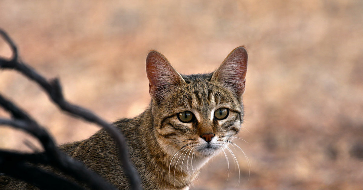 Felis silvestris lybica фото