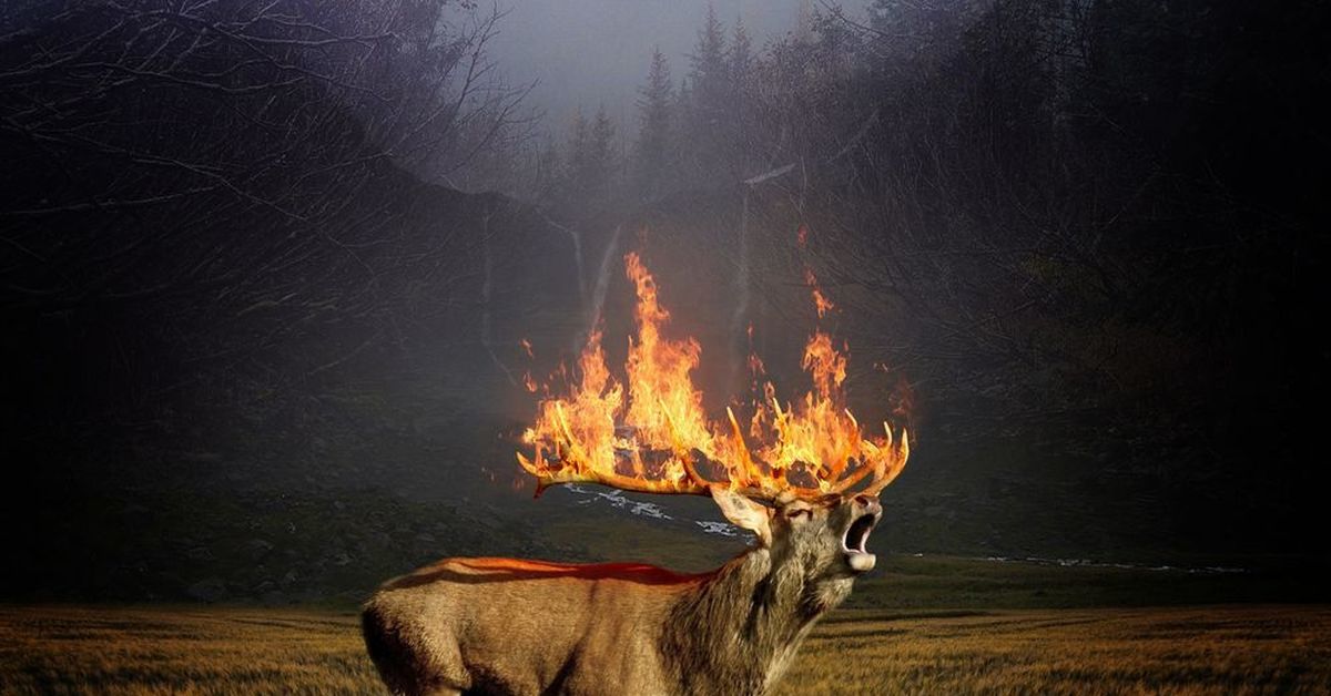 Горящий лось. Животные бегут от пожара. Пожар Лесной животные. Животные в огне в лесу. Горящий лес и Лось.