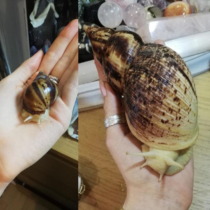 Snail after a year - Snail, Growth, It Was-It Was, Reddit