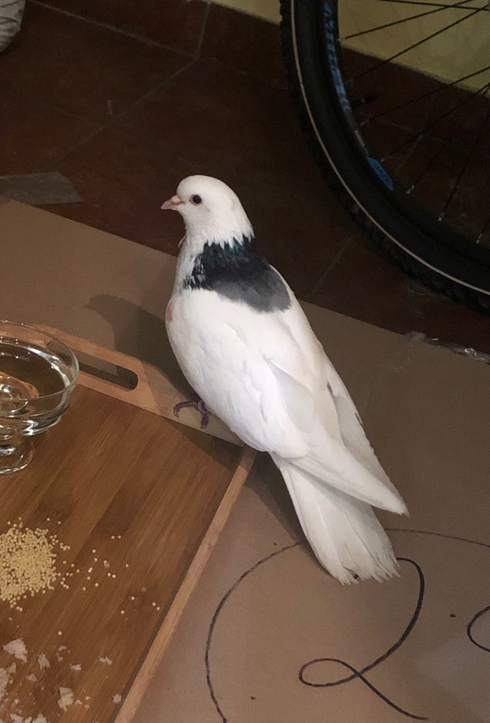 Найден голубь. г. Мытищи