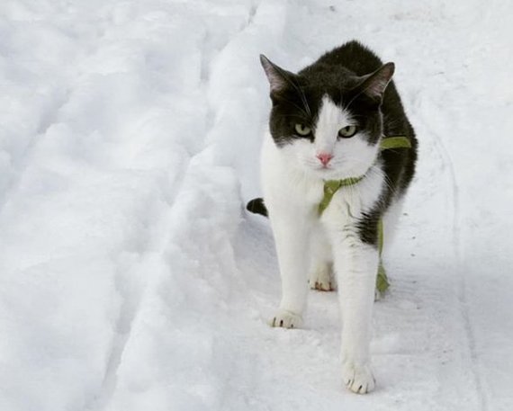 In Michurinsk, stray cats rob residents of food and eat their pets - Michurinsk, news, cat, Longpost