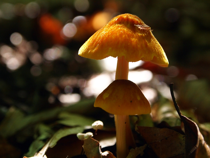 In the vicinity of the Carpathians. - My, The photo, Macro, Mushrooms, Carpathians, , Longpost, Macro photography