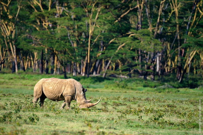 Romanticism and Rhinos - My, The photo, Africa, Kenya, Safari, Animals, wildlife, Longpost