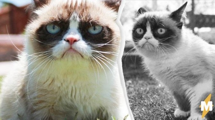 Meme cat died (((.. - cat, A life, Story, Memes, Internet, Death, Tricolor cat