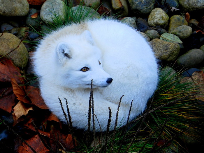 ������ ��������