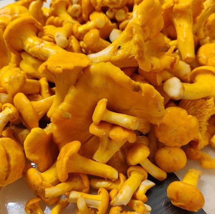 Do chanterelles heal everything? - Longpost, Mushrooms, Chanterelles