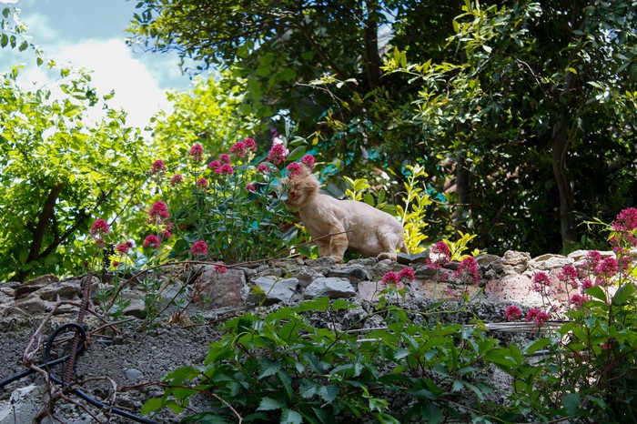 red lion - My, cat, The photo, Summer, Parthenite, Flowers