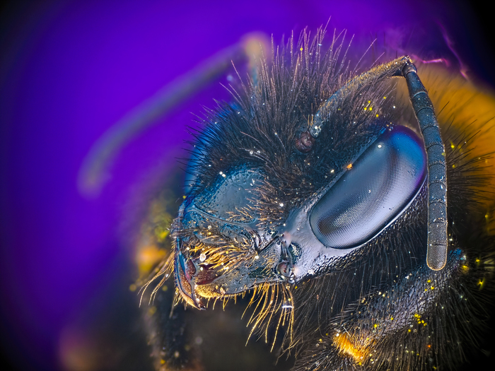 winged metal - My, Macro, , Insects, Bumblebee, , Microscope, Macro photography