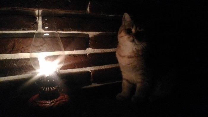 The time has come... - My, Cat with lamp, Catomafia, cat