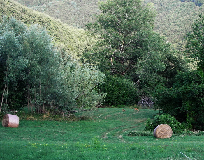 Twilight, roe deer, cat and hob! - My, Nature, Forest, Roe, cat, Photo hunting, The photo, Longpost