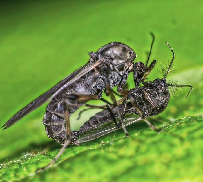 Интимная жизнь комаров..