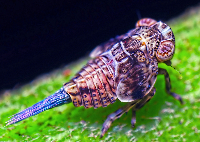 Italian rocket - My, Macro, Cicada, Insects, , Macro photography