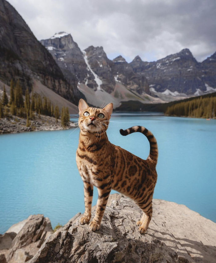 Alberta, Canada - Sukiicat, Canada, Catomafia, cat