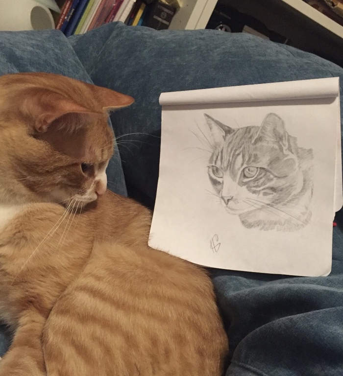 Did you draw a portrait? Yeah, put it there, to the odes ... - cat, Longpost, Portrait, Pencil drawing, My