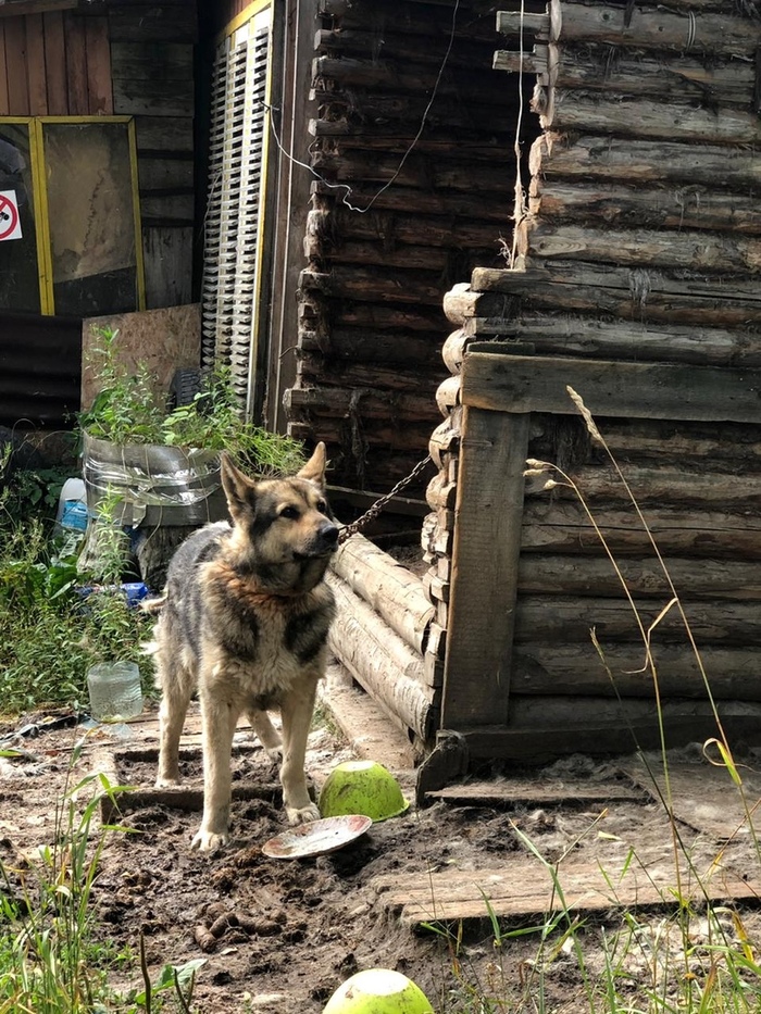 History is not for a nice Saturday night. - My, Dog, Help, Saint Petersburg, Kirovsky District, No rating, Cruelty, Video, Longpost, In contact with, Mat, Helping animals