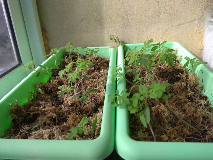 Cherry on the balcony. - My, Cherry tomatoes, Vegetable garden on the windowsill, Houseplants, Longpost