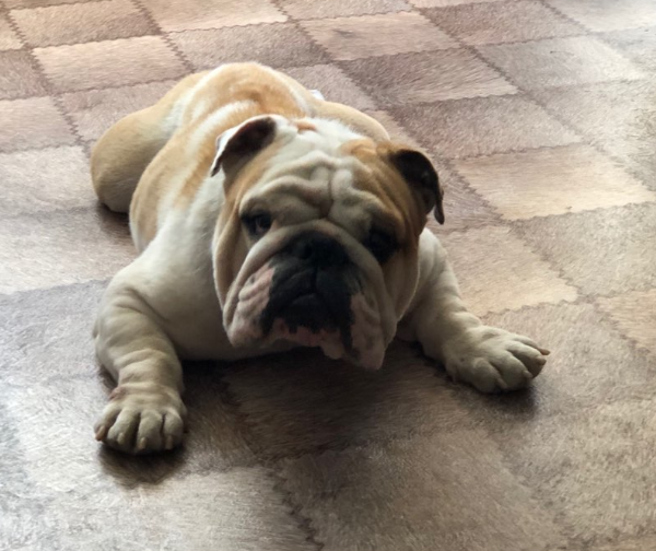 A good friend is looking for a new family - My, English bulldog, Dog, In good hands, No rating