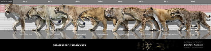 Самые крупные доисторические кошачьи.