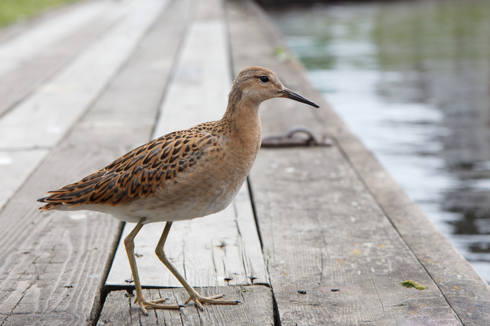 Sudden snipe on the embankment of Petrozavodsk - My, Beginning photographer, wildlife, The photo, Birds