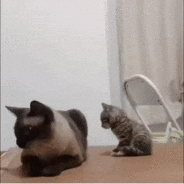 Mom is angry with me - cat, Catomafia, Kittens, Pets, Video, GIF, Milota