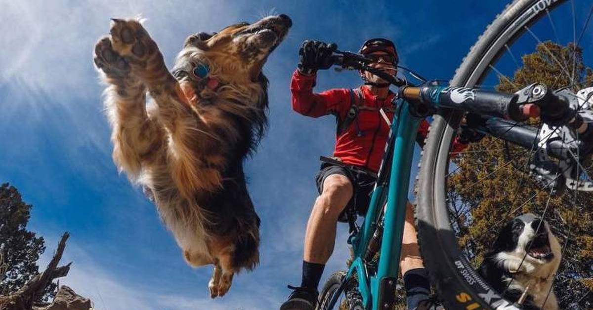 Cycling animals. Собака на велосипеде. Велосипедист с собакой. Собачка на велик. Велосипед для поездки с собакой.