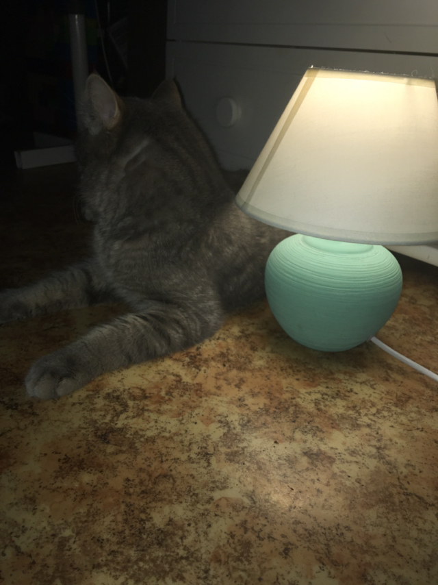 Cat lamp harmful - My, Cat with lamp, cat, Catomafia, Лампа, Harm, George, British cat