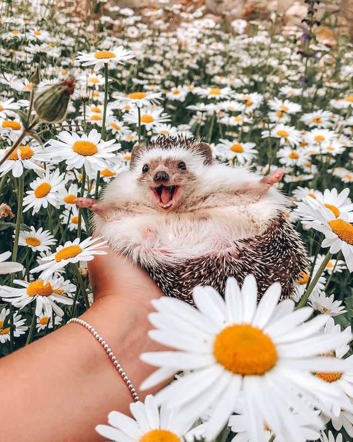 A smile will brighten everyone - Hedgehog, Smile, Flowers, Chamomile