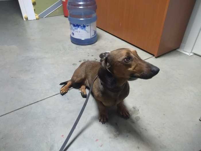Dachshund is looking for an owner. - My, Saratov, Dog, In good hands, Handsome men, Foundling, No rating, Best friend