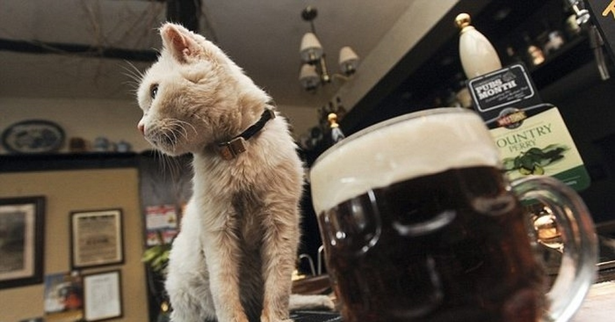 Cat pub