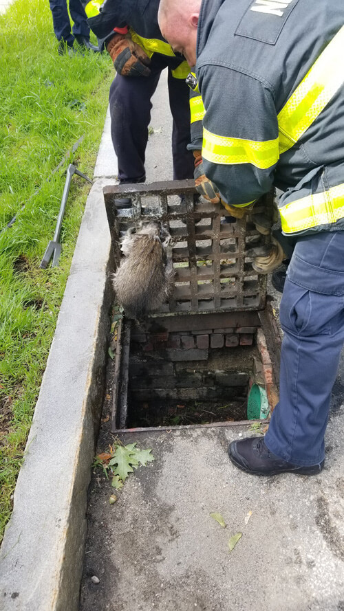 Firefighters rescued a stranded raccoon for two hours - Raccoon, The rescue, Animals, Longpost