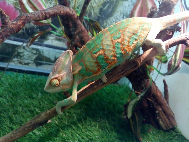 Yemeni chameleon. - My, Saint Petersburg, , Animals, The photo, Longpost