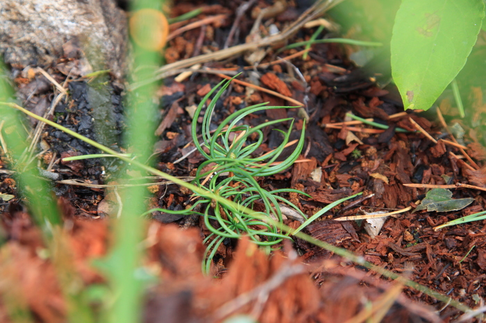 Walk in the Siberian taiga - My, The photo, Forest, Mushrooms, Cowberry, Longpost